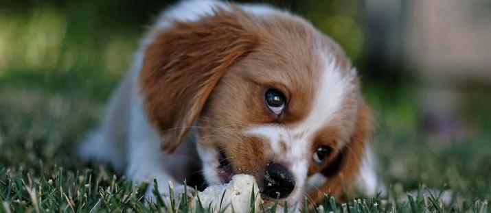 Allergivänliga hundar - finns de och var hittar vi dem?