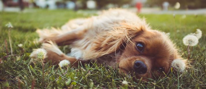 Testpanelen: Balsam för hunden hjälper allergiker