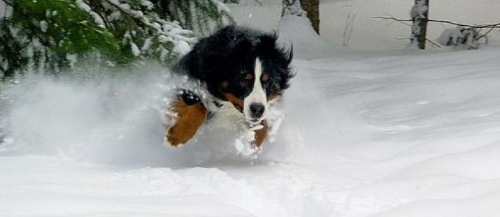Vinterkylan och hundens hälsa